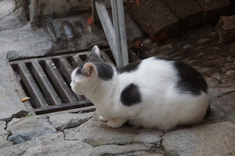 Bordighera