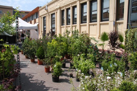 blumenmarkt