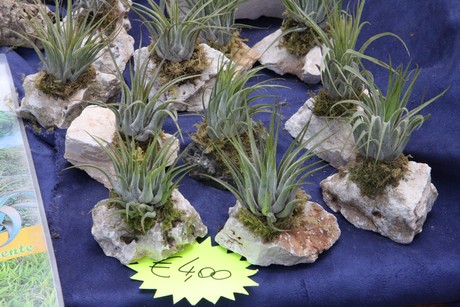 blumenmarkt