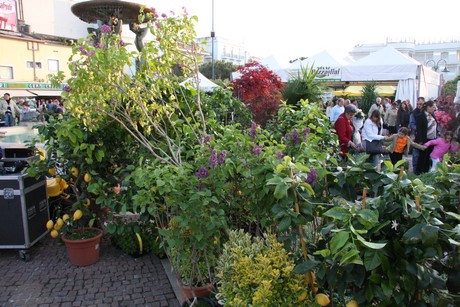 blumenmarkt