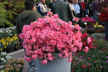 blumenmarkt