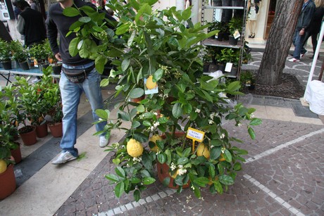 blumenmarkt