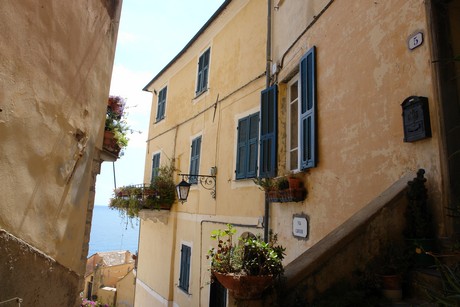cervo