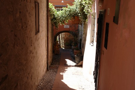 cervo