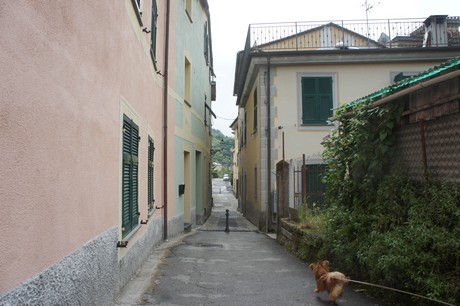 cicagna
