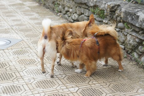 cicagna