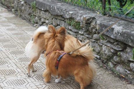 cicagna