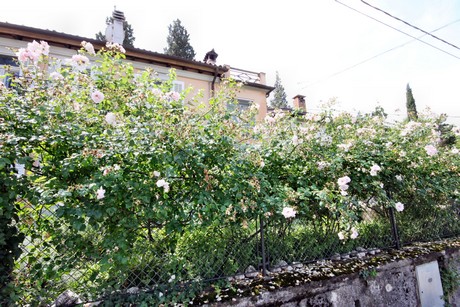 Duino