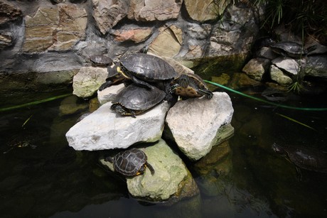 aquarium