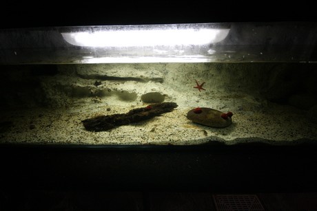 aquarium