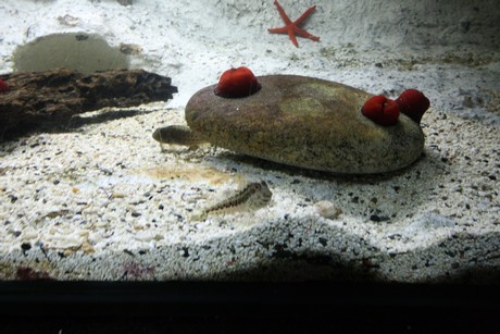 aquarium