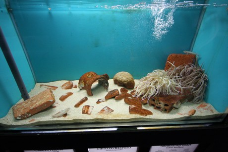 aquarium