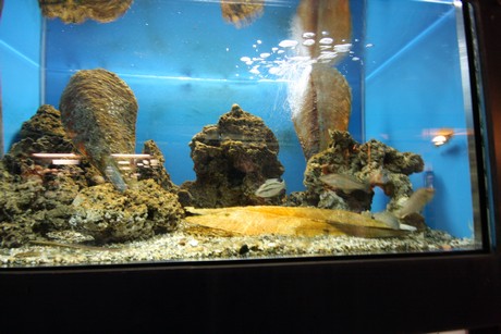 aquarium