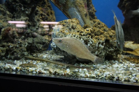 aquarium