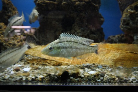 aquarium
