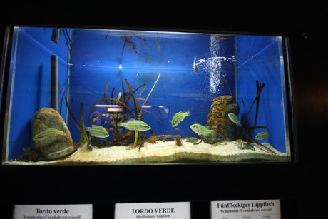 aquarium