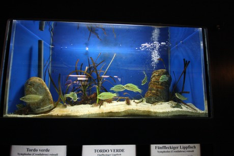 aquarium