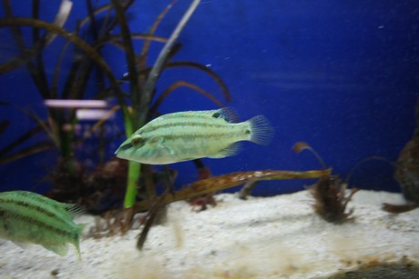 aquarium
