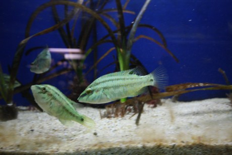 aquarium
