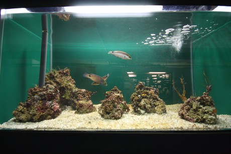 aquarium