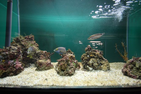 aquarium