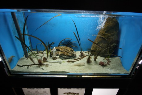 aquarium