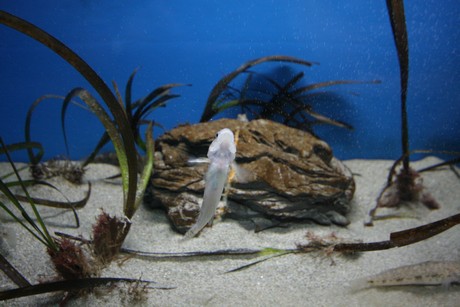 aquarium
