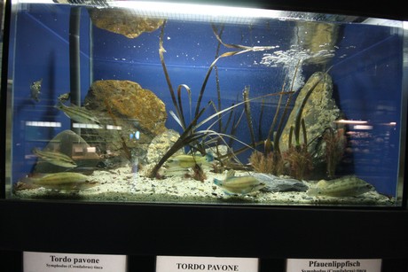 aquarium