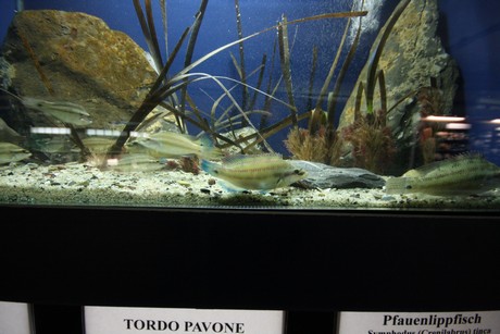 aquarium