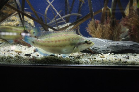 aquarium