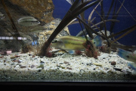 aquarium