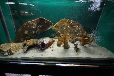 aquarium