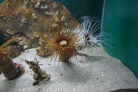 aquarium