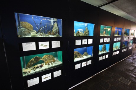 aquarium