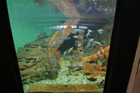 aquarium