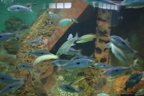 aquarium