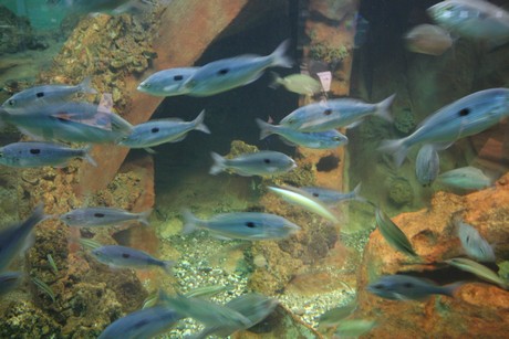 aquarium