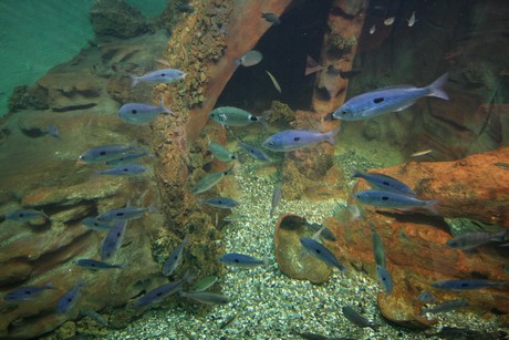 aquarium