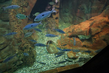 aquarium