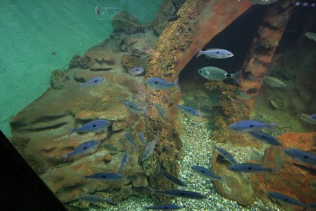 aquarium
