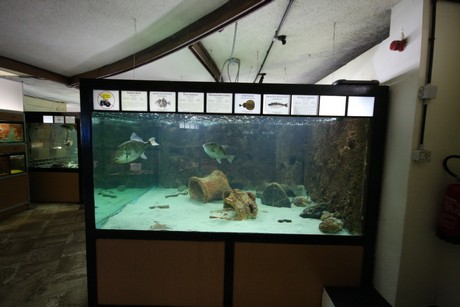 aquarium
