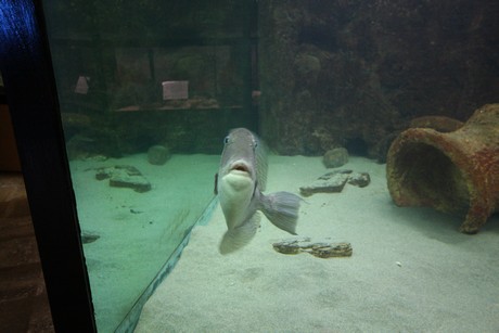 aquarium