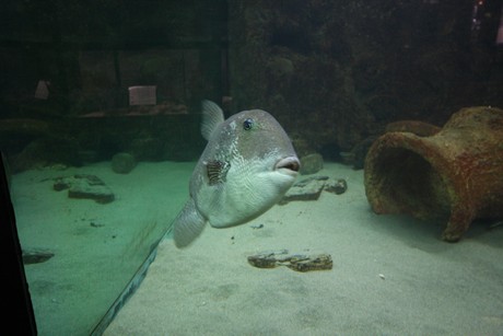 aquarium