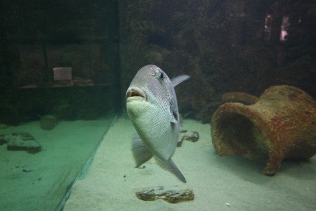 aquarium