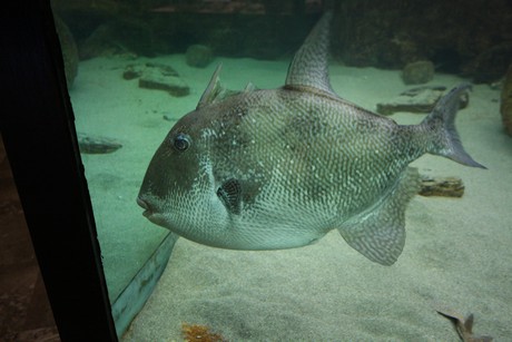 aquarium