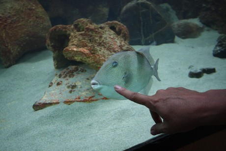 aquarium