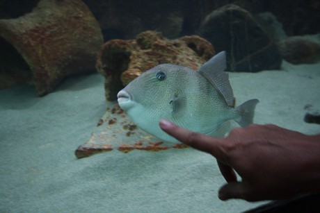 aquarium