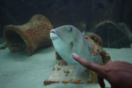 aquarium