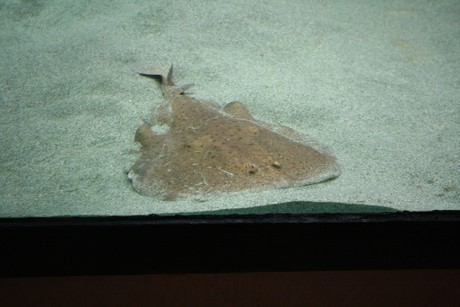 aquarium