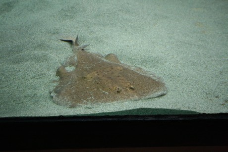 aquarium